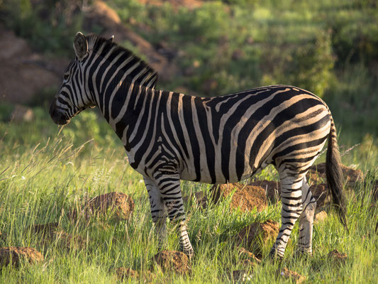 Pilanesberg, South Africa