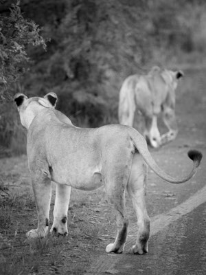 Pilanesberg, South Africa