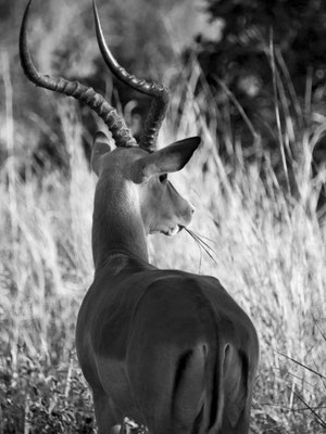 Pilanesberg, South Africa