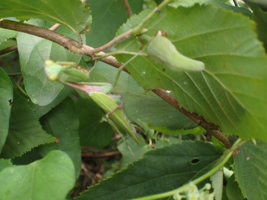 ツノハシバミの若い果実とムネアカハラビロカマキリ