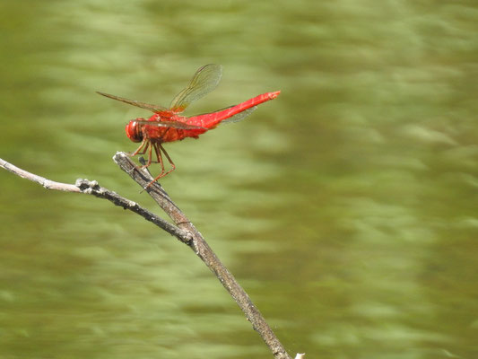 ショウジョウトンボ　トンボ科　５月中旬出現　全身と翅の基部が真っ赤　翅は透明　打水産卵