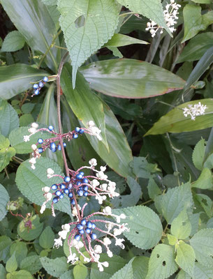ヤブミョウガ（藪茗荷）の花　白い実、青い実