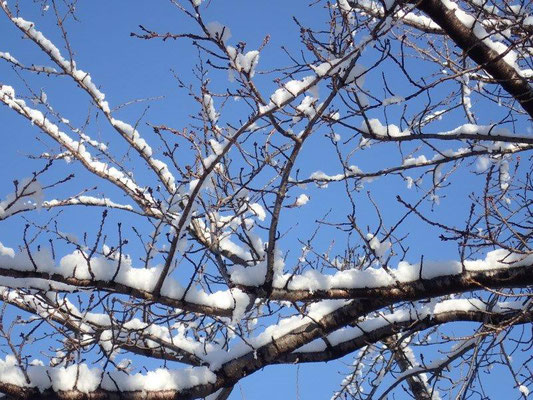 桜の枝に積もった雪だぁ