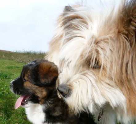 Es war einmal ein kleiner Hund...