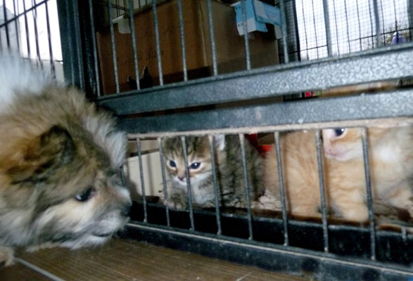 Milou mit unseren beiden Katzenwaisen.