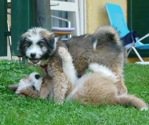 junger Hund