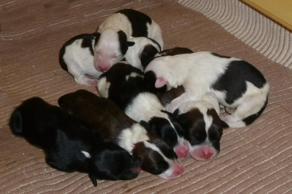 Hier sind es noch alle 7 Welpen...