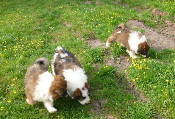 06.05. Ausflug im Garten...