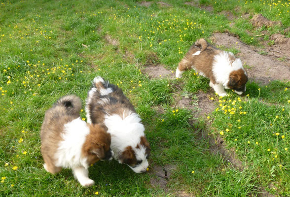 06.05. Ausflug im Garten...