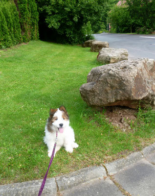 Alleiniger Spaziergang mit Klein-Pookie.