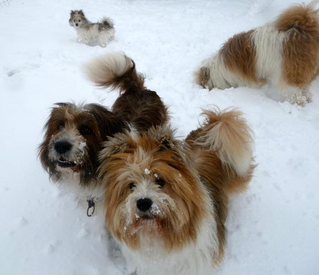 Unsere Elos im Schnee.
