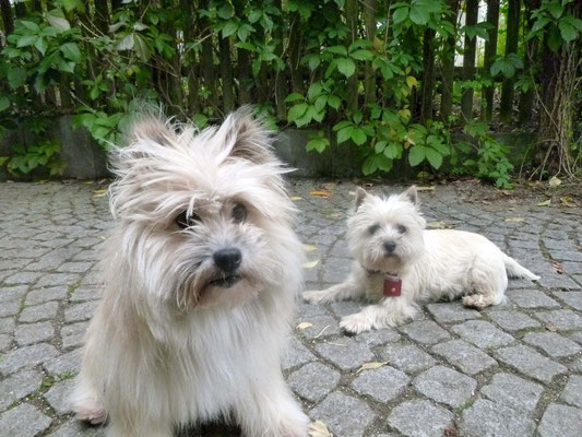 Mit der süßen Westie-Dame Kaleigh.