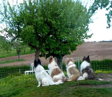 Mama und ihre Töchter: Philina-Lilly, Pookie und O-Samba von Werths Echte mit ihrer Mutter Feli-Candyvom Hohen Licht.