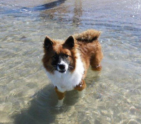 Elo Glatthaar von Werths Echte Assistenzhund Franken