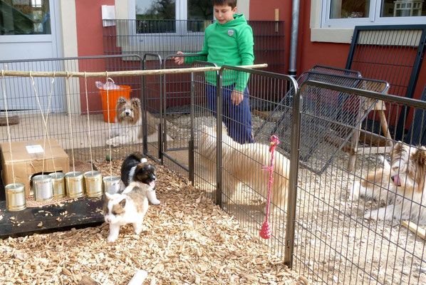 Da noch kein Gras gewachsen, haben wir uns für grobe, unbehandelte Hackschnitzel entschieden. Hat prima funktioniert.