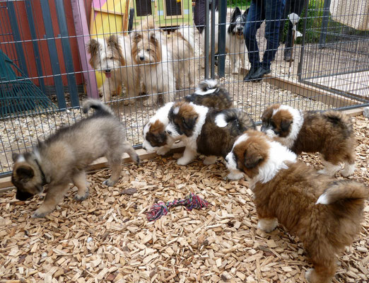 02.05. Uiiii, Hundebesuuuuch: Die junge glatte Elo-Hündin