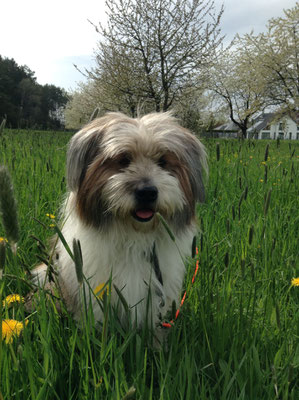 kinderfreundlicher Hund