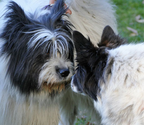 Foto: Michaela Hilburger. Zwei Schwestern: Die raue Elo-Hündin Philina-Lilly und die glatthaarige Pepina-Pina von Werths Echte 