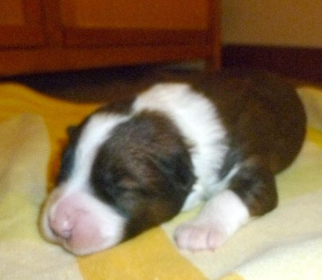 Langsam wirds ein Hund