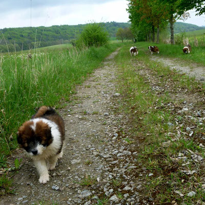Die 6. Woche   Der erste Spaziergang...