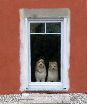 ...die Hunde erobern alle Zimmer.