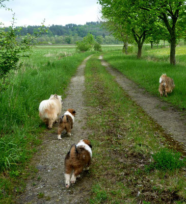 Artig sind sie danach auf dem Weg gelaufen...