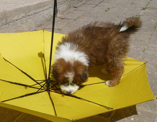 Auch ein Regenschirm kann ihm nix annhaben...