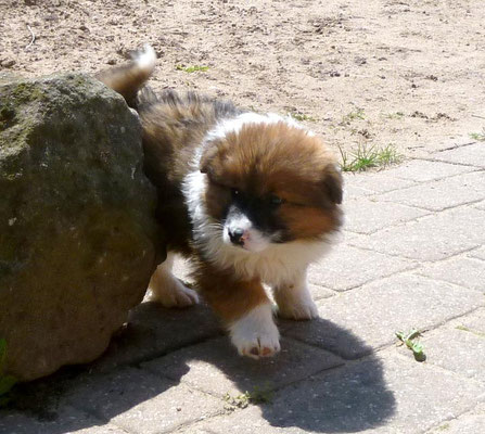 Hm, aber wenn ich wieder zu meinen Geschwistern möchte, muss ich noch einmal quer durch die Sonne - auf gehts!