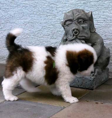 Wir haben uns entschieden - diese süße Maus wird bei uns bleiben: Pookie.