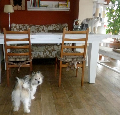 ...Tisch ist tabu für Hund, das weiß die Katze :-).