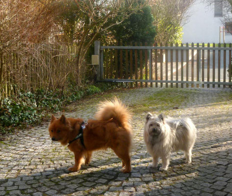 ...die beiden Klein-Elo-Hündinnen Emma vom Wiesenquell (glatt) und Noella-Mila von Werths Echte (rau) schauen mal wieder vorbei. Nein, es ist nicht Frühjahr - wir haben den 1. Januar!!!
