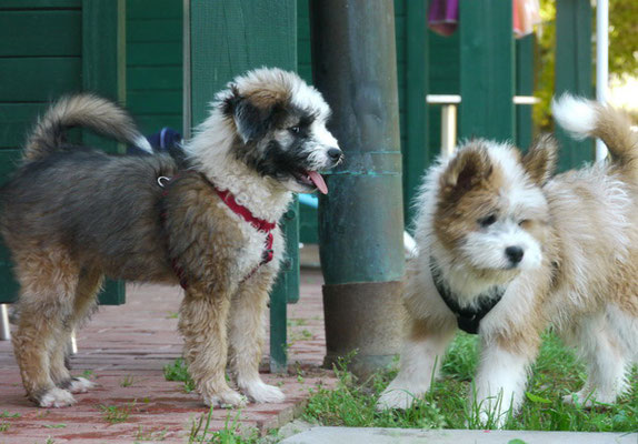 Familienhund Welpe