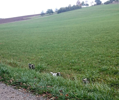 Welpenspaziergang