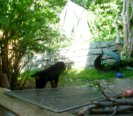 Pookie und Pino sind 11 Wochen alt.
