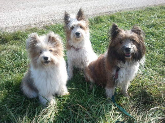 Samba mit ihrer Halbschwester Pookie und Mama Candy.