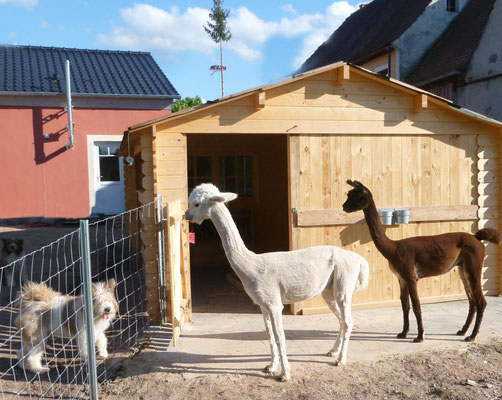 ...unsere beiden Alpakas Cashino und Shamu.