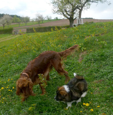 wenn ein erwachsener Hund auf einen Welpen trifft.