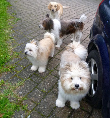 Wir packen mal wieder unsere Autos voll mit Hunden...