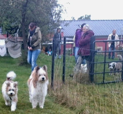 Gesellige Familienhunde