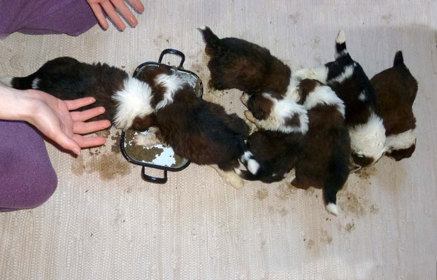 Das erste Futtermatschen ist angesagt...