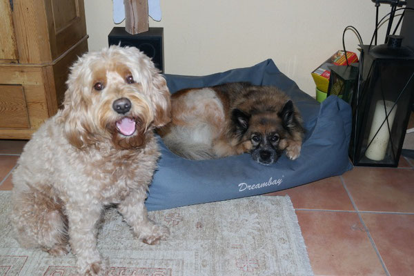 ...und dem Nachbarsgoldendoodle Oskar. Danke für die Fotos :-).