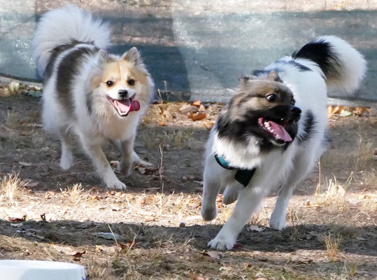 Foto: Michaela Hilbuger. Die Klein-Elo-Schwestern Xena-Xully und Xanti-Sunny von Werths Echte im Spiel