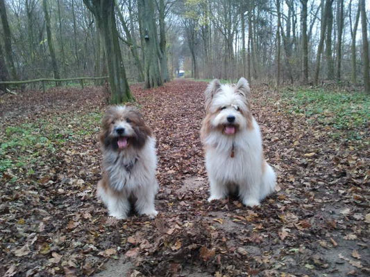 Groß-Elos in Rau: Feli-Candy vom Hohen Licht mit ihrer tochter Pookie von Werths Echte.