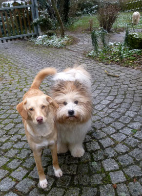 Auch draußen haben sich Samba und Muffin prima verstanden...