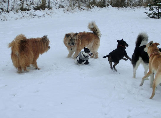 ...treffen. Das klappt so hervorragend, da alle Hunde die gleiche Erziehung und Sozialisierung genossen haben.