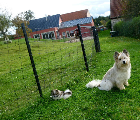 Oooh, und jetzt lernt Milou die Alpakas kennen...