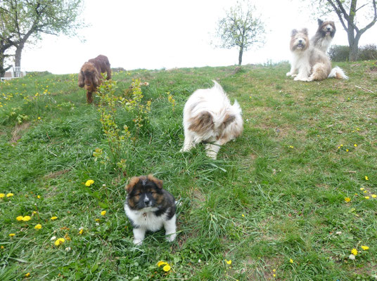 Abschiedstag. Q7-Thorin zieht in seine neue Familie.