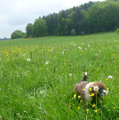 6. Woche Der Mädchenspaziergang...