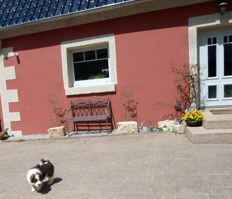 ...und trau mich auch in den Hof.
