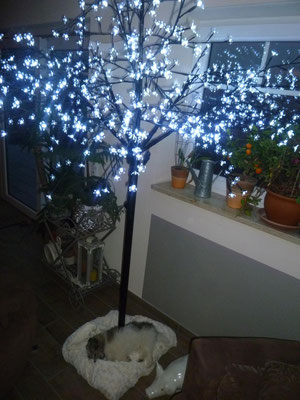 Milou schläft unter unserem "Weihnachtsbaum".